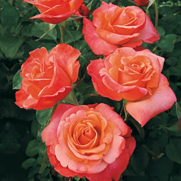 Colorific™ Bare Root Rose Bush
