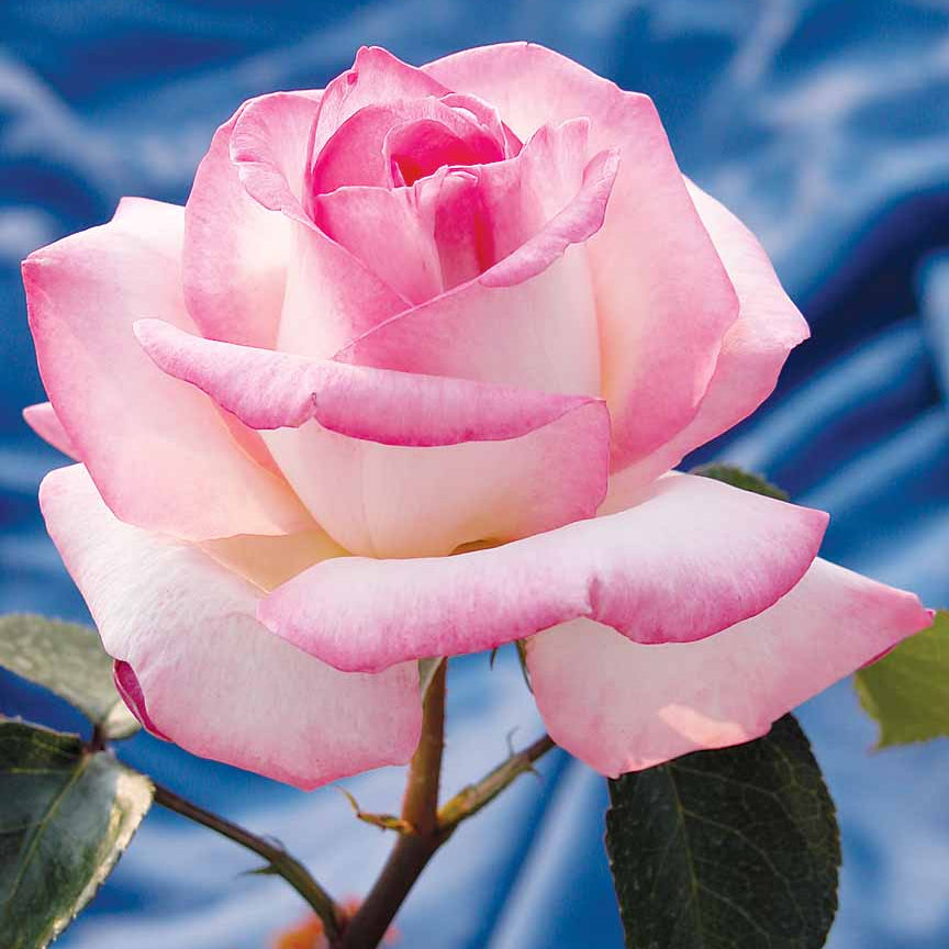 Princesse De Monaco® Bare Root  Rose Bush