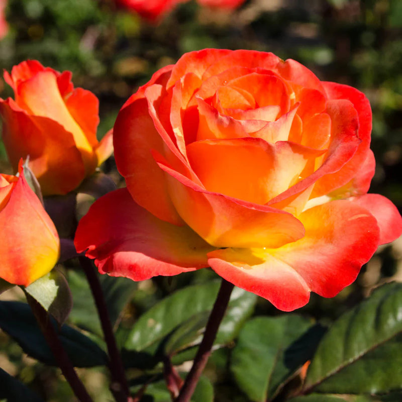 Perfect Moment™ Potted Rose Bush