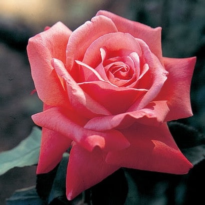 Lady Aberdeen Bare Root Rose Bush