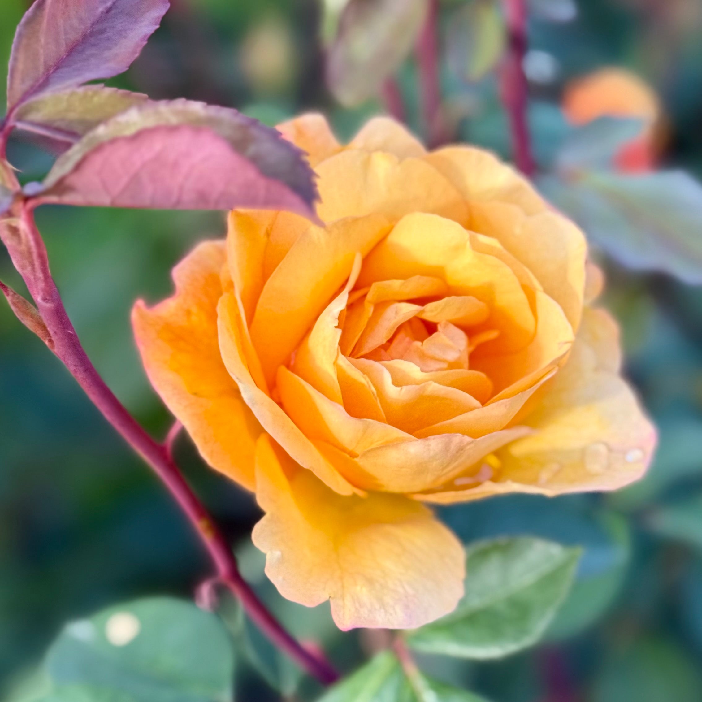 Strike It Rich™ Potted Rose Bush