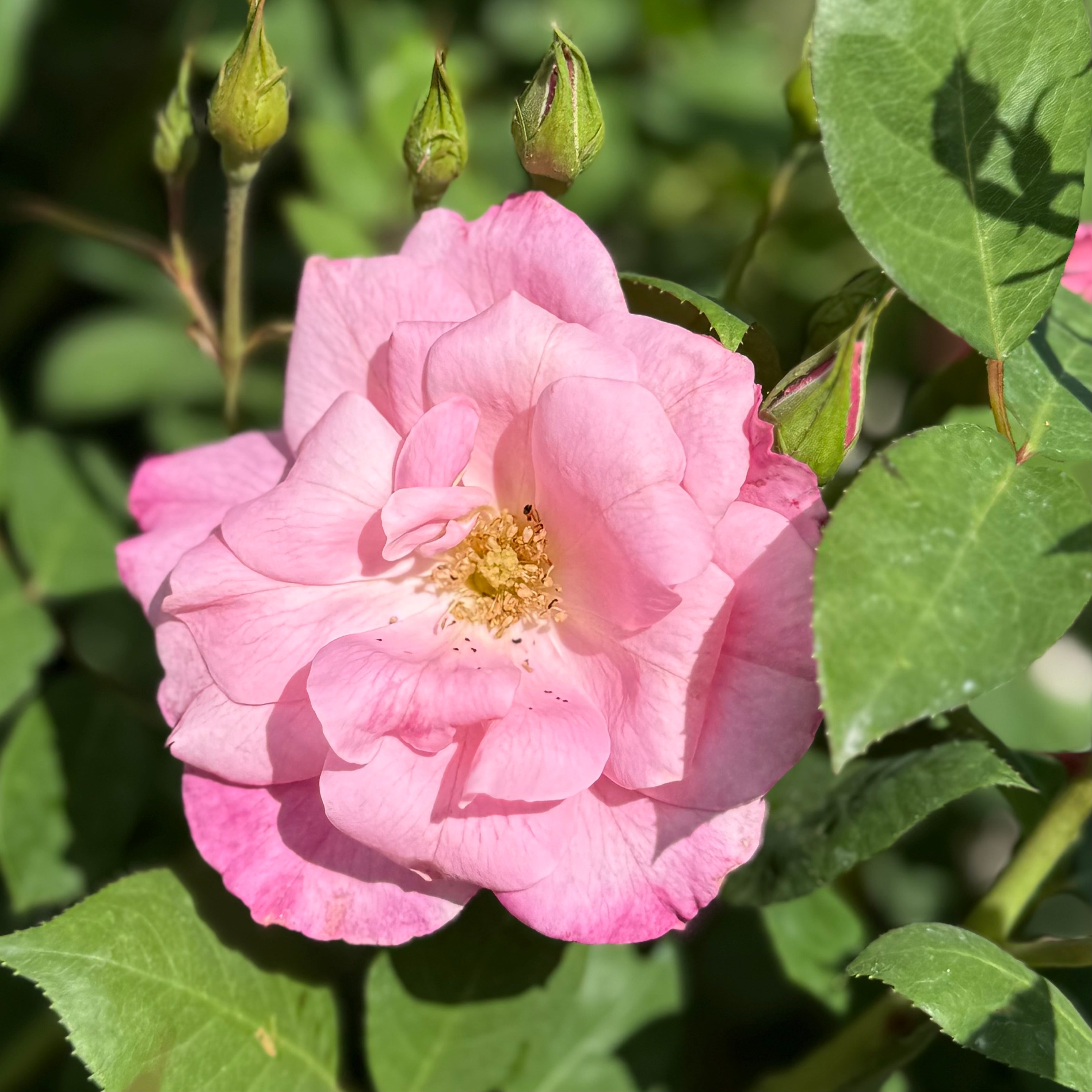 Simplicity Pink Potted Rose Bush
