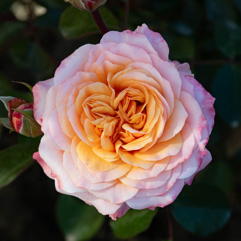 Morning Glow™ Bare Root Rose Bush