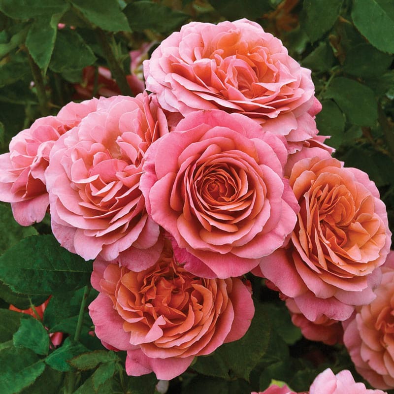 Tea at Highbury® Garden Color Stories™ Bundle of 3 Bare Root Roses