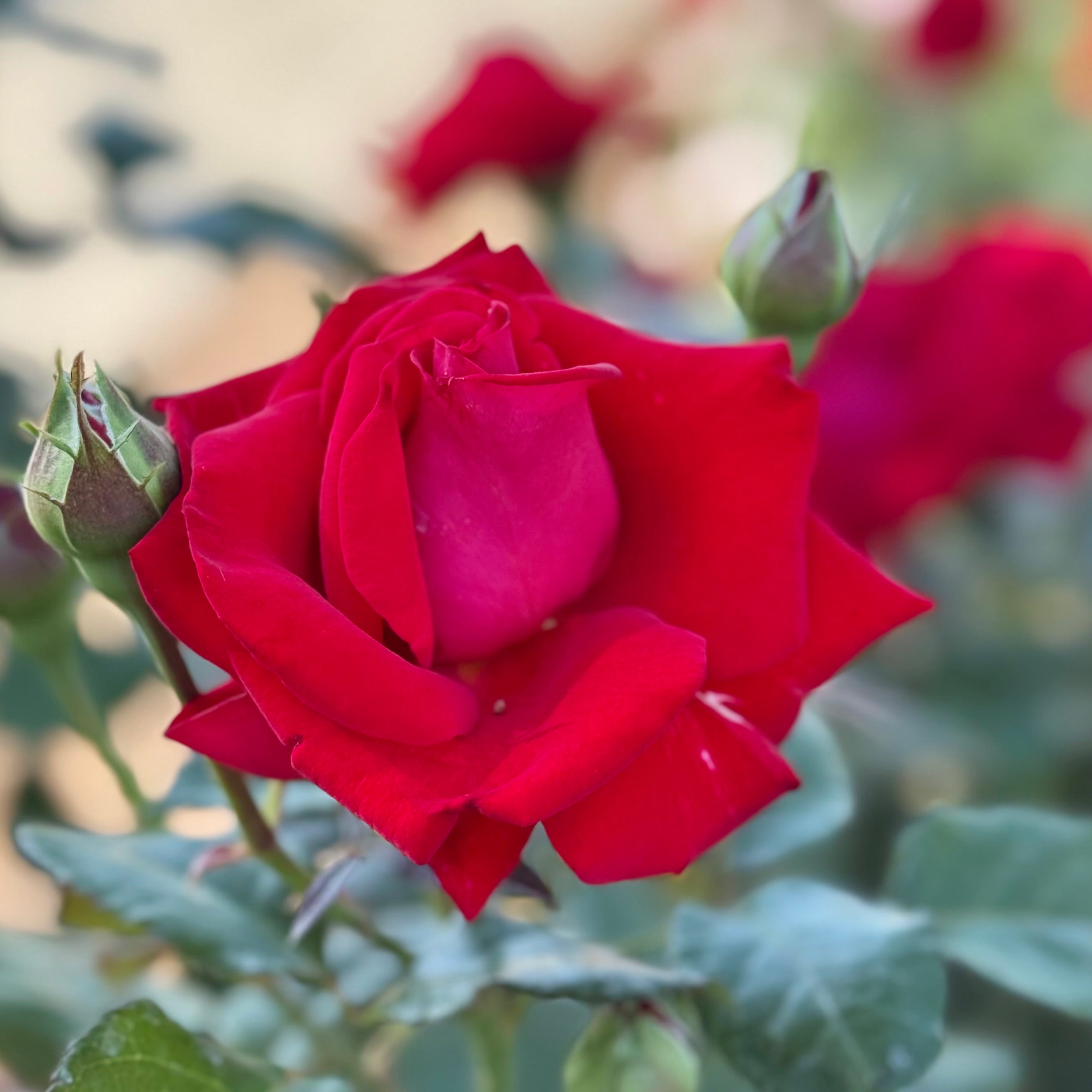 Drop Dead Red Potted Rose Bush | Red Floribunda Rose Bush | Grace