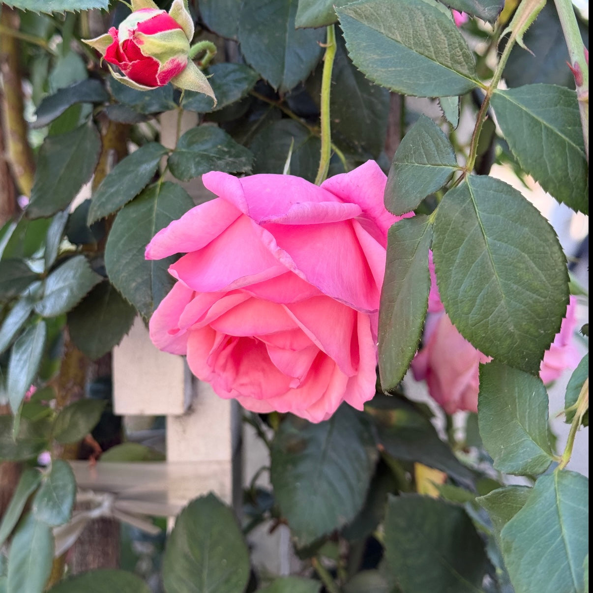 Social Climber Potted Climbing Rose