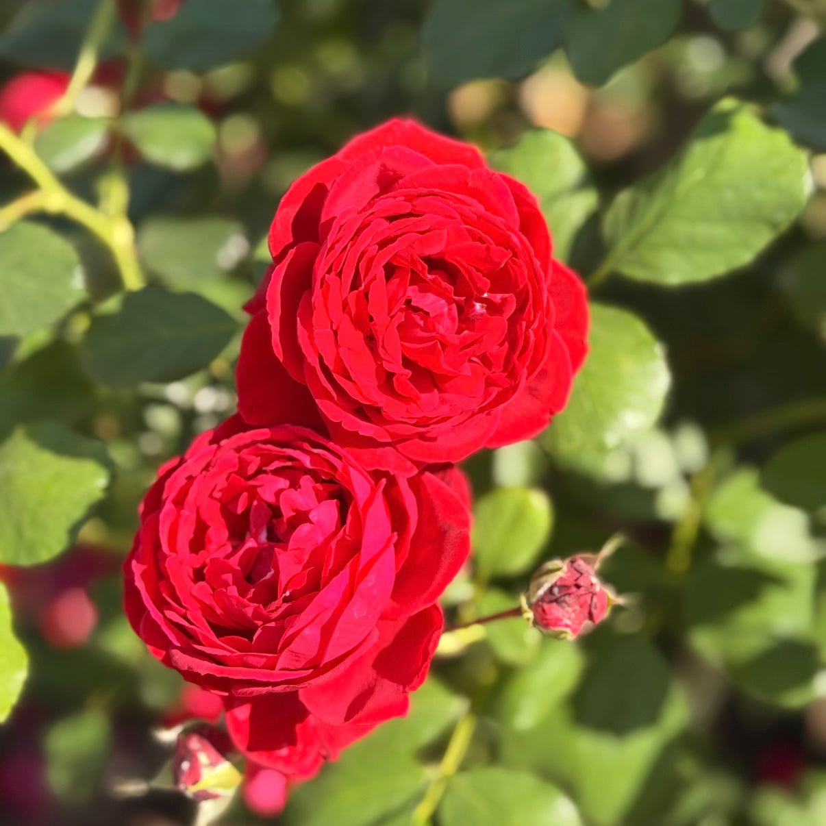 Blaze Climbing Rose | Red Climbing Rose | Grace Rose Farm