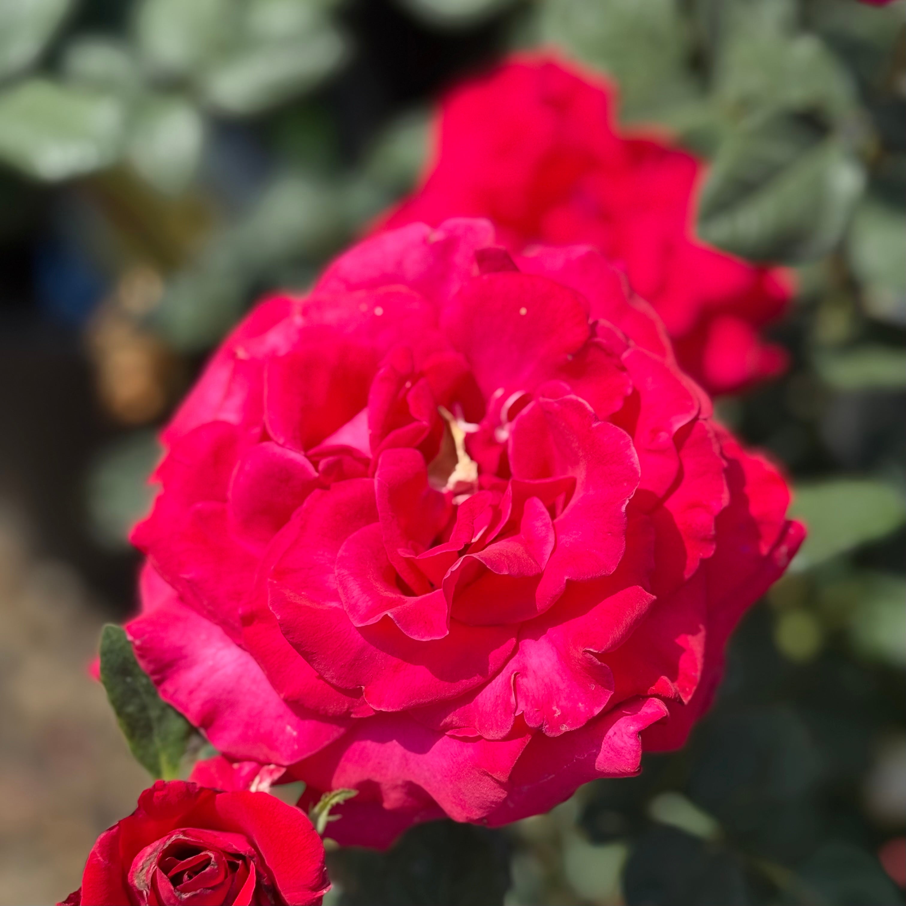 Let Freedom Ring ™ Potted Rose Bush