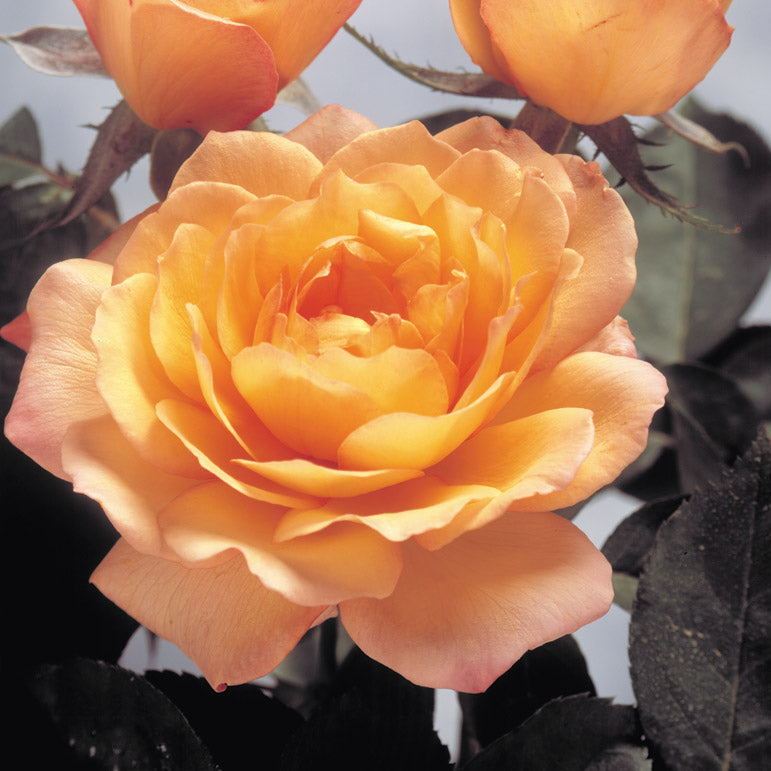 Glowing Peace™ Bare Root Rose Bush