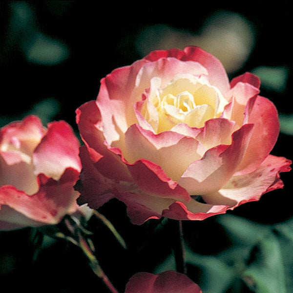 Delany Sisters Bare Root Rose Bush – Grace Rose Farm