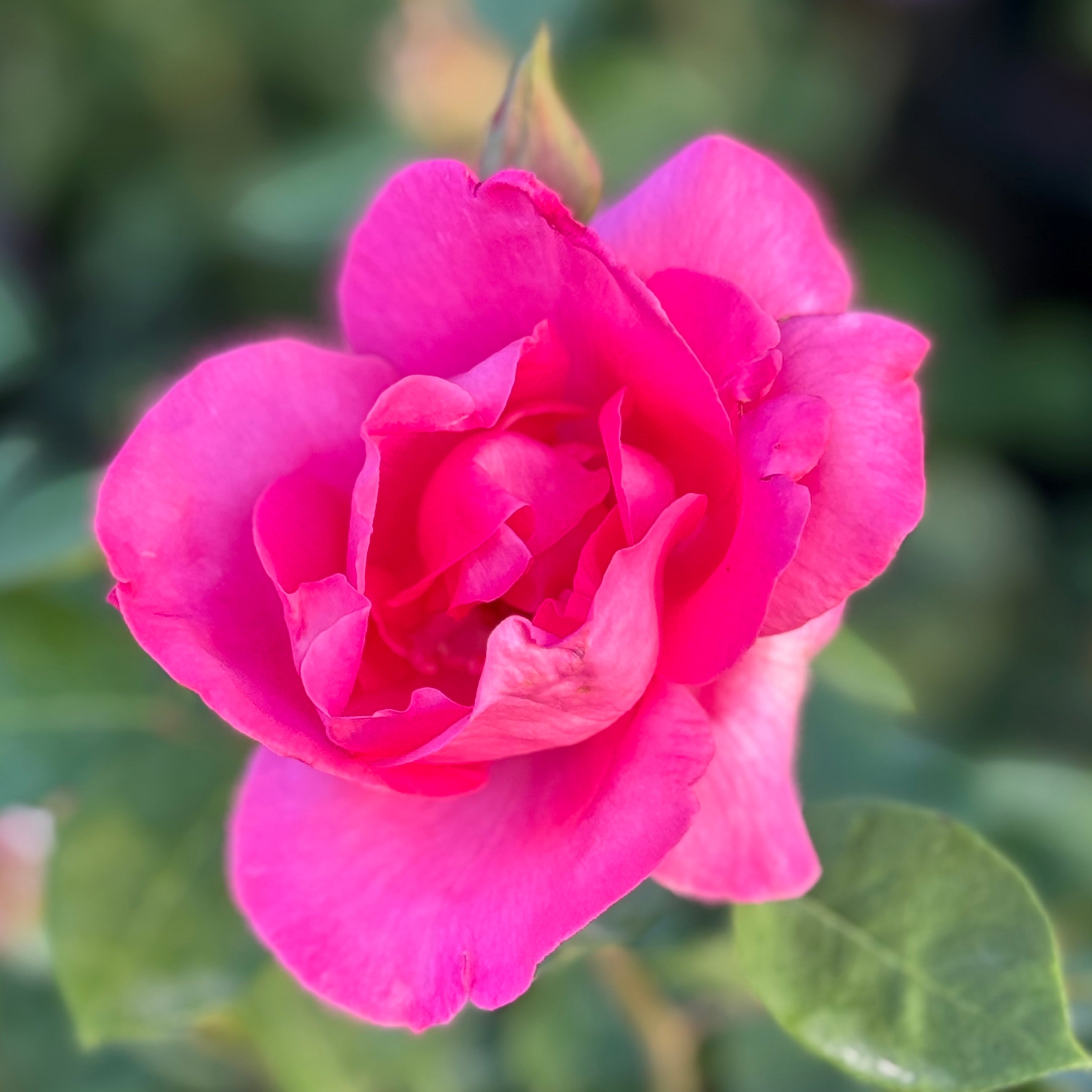 The McCartney Rose® Potted Rose Bush