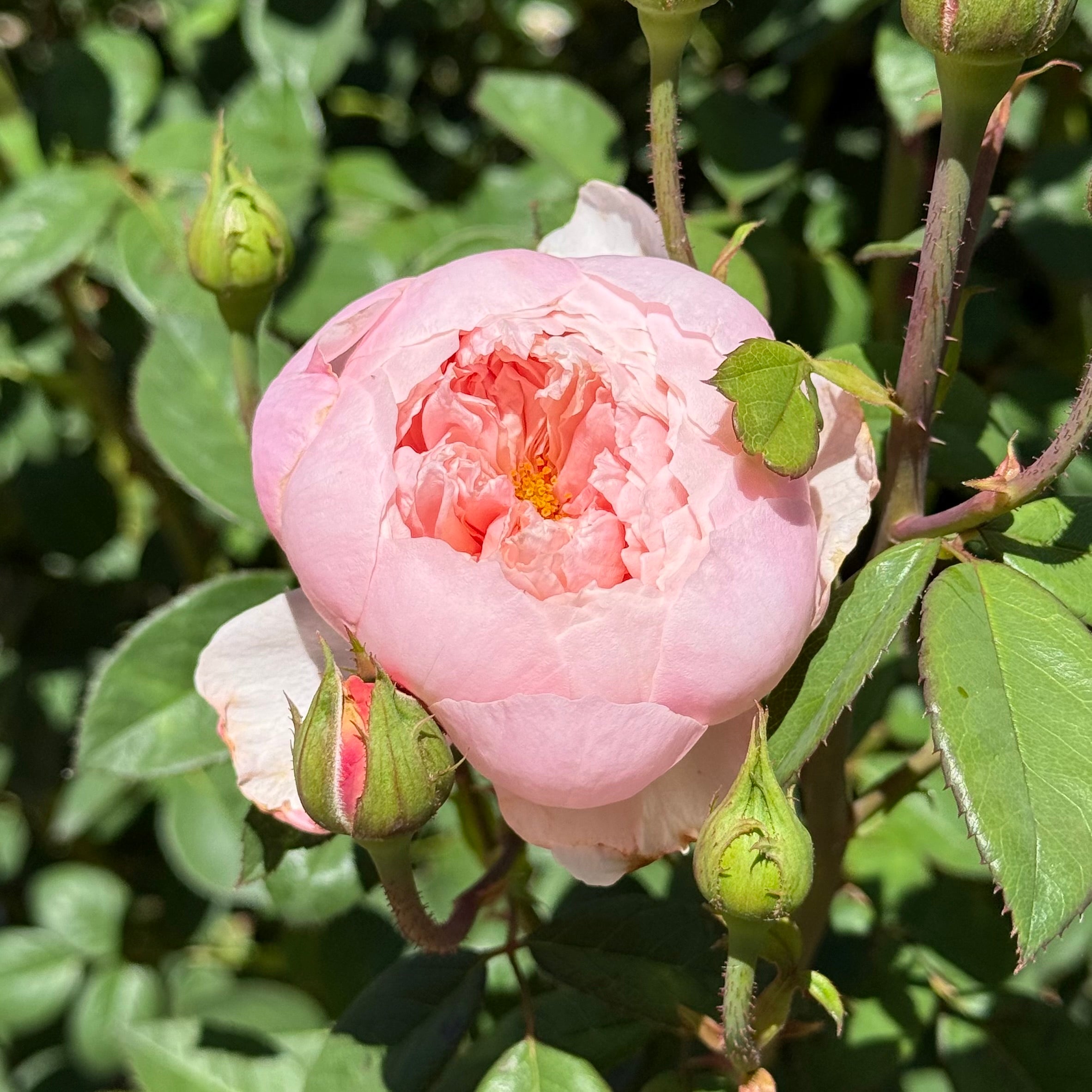 David Austin® The Alnwick Rose® Potted Rose Bush