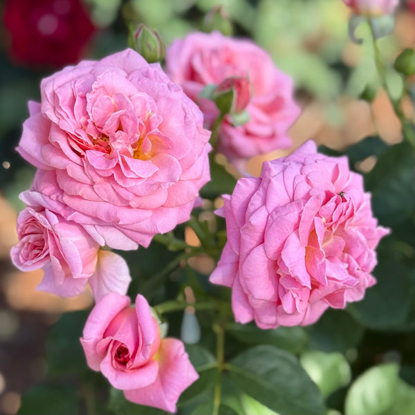 best time plant roses Time After Time Potted Rose Bush | Classic Red Rose Bush