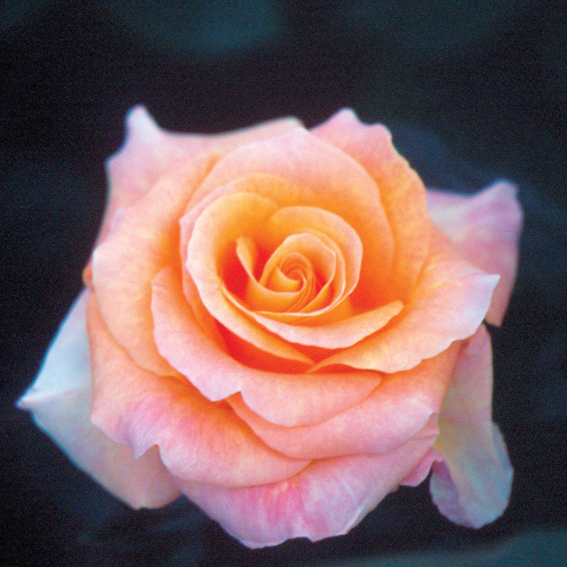 Day Breaker™ Bare Root Rose Bush
