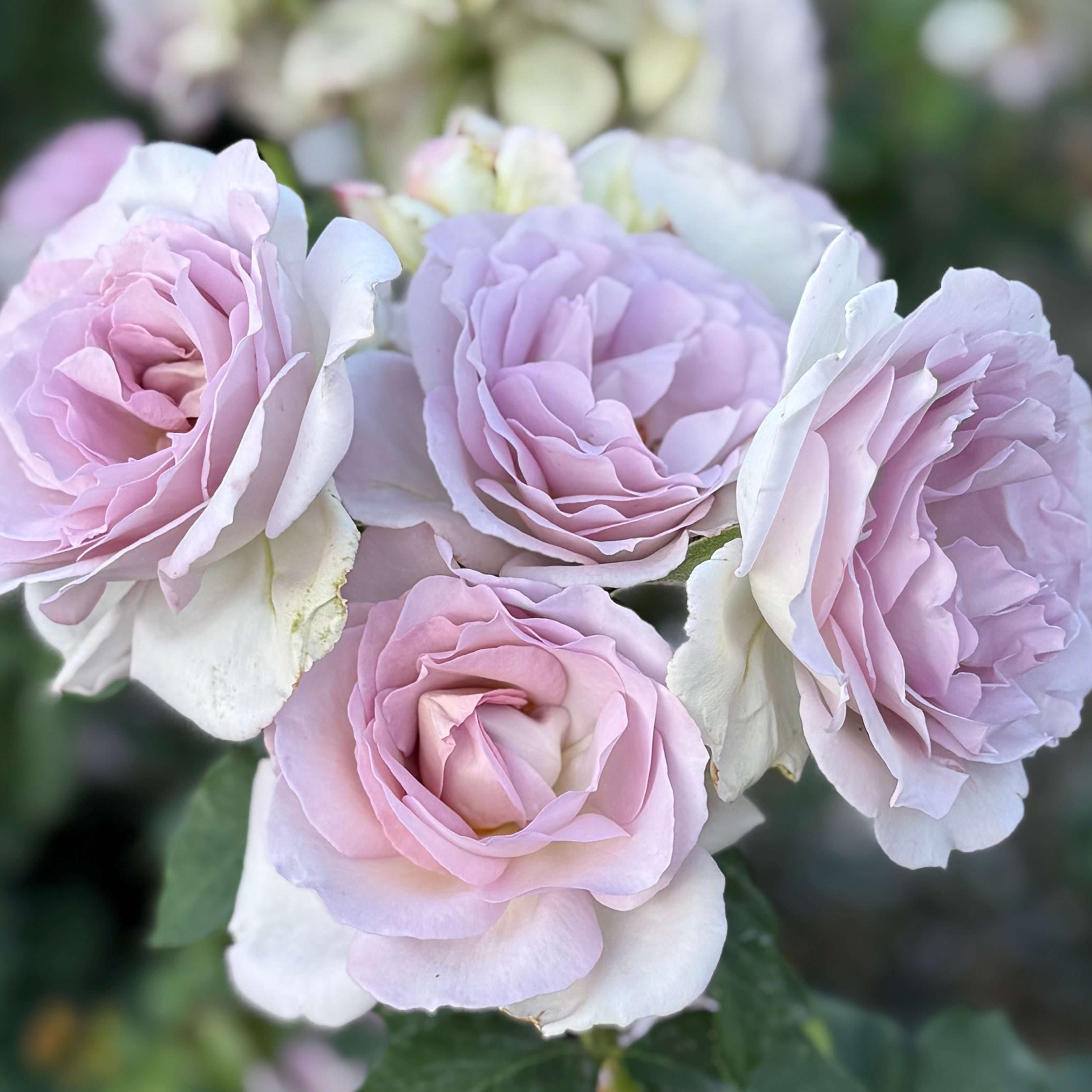 Sterling Silver Potted Rose Bush | Lavender Hybrid Tea Rose
