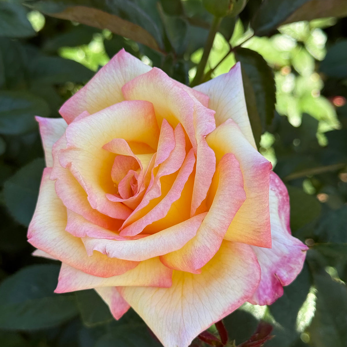 Sheila's Perfume Bare Root Rose Bush