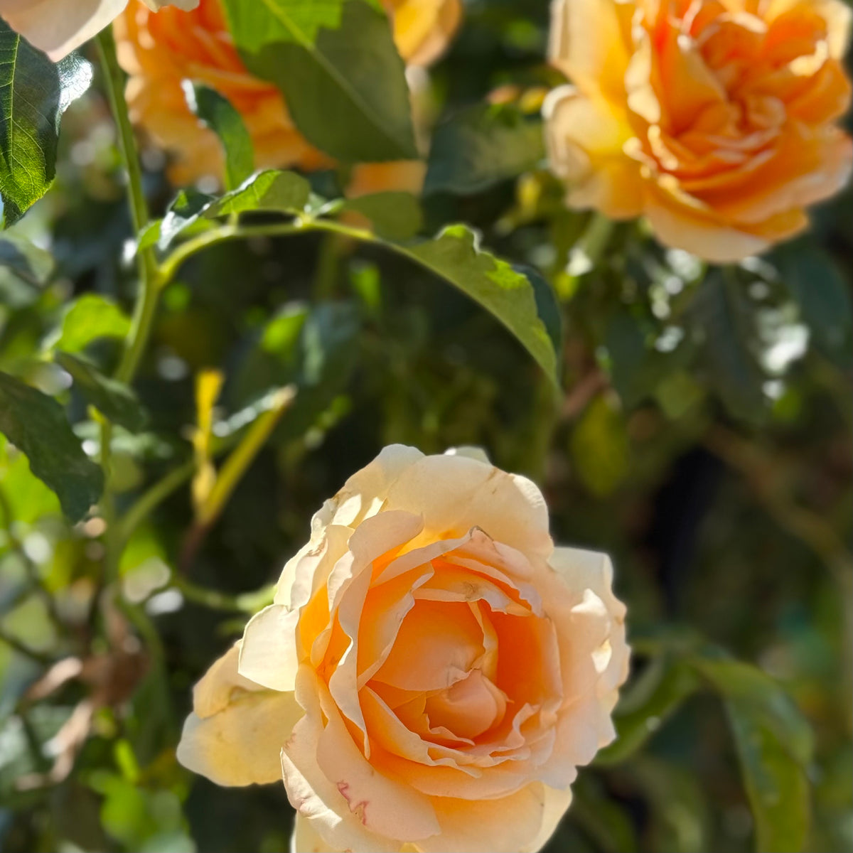 Golden Opportunity™ Bare Root Climbing Rose Bush