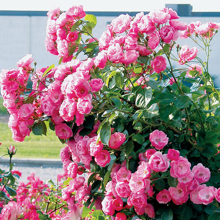 Ronas baviplan TONYMOLY ANJO 美容　バラ売り可⭕️ Angela Rose Bush | Pink Shrub Rose | Grace Rose Farm