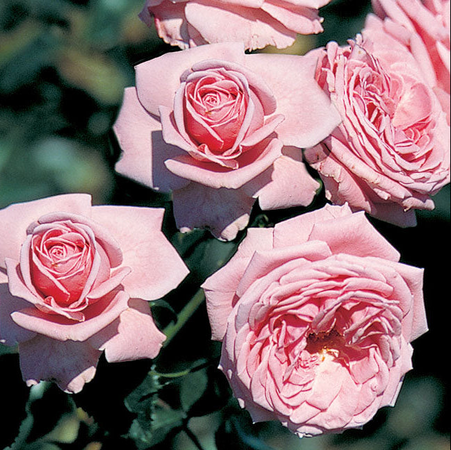 Coral Dawn Bare Root Rose Bush