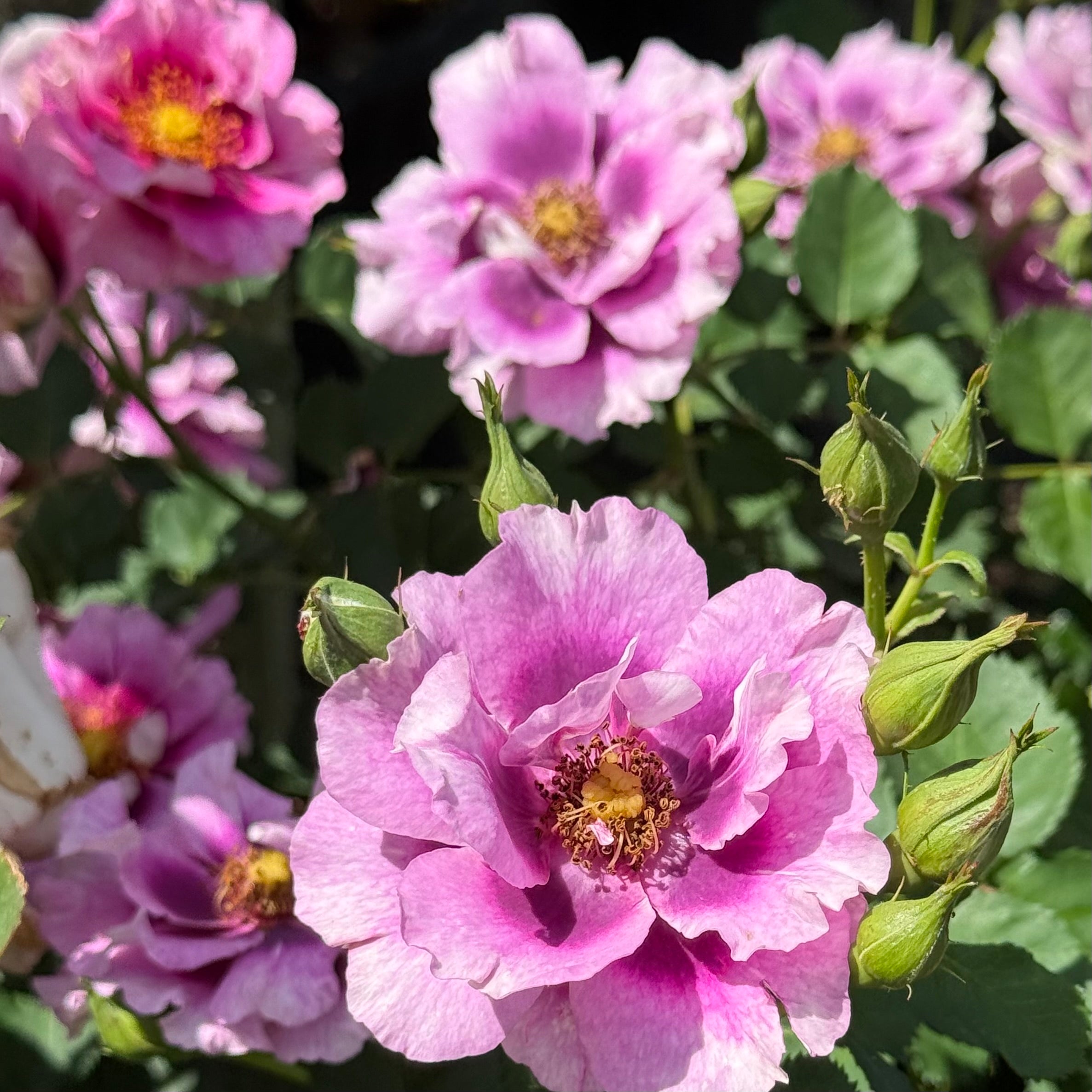 Eyeconic® Plum Lemonade Potted Rose Bush