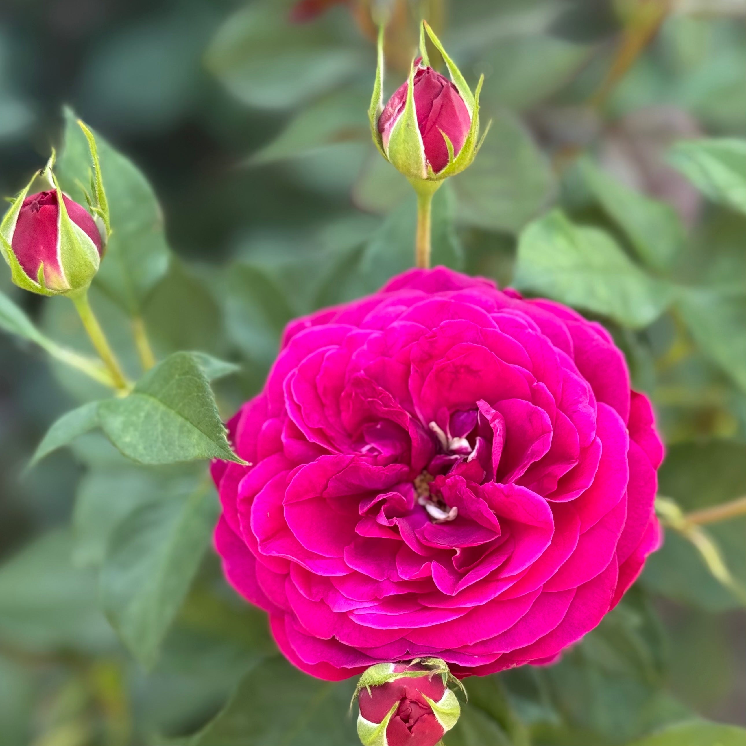 Sunlit Rose | Sunny Yellow Rose Bush | Grace Rose Farm