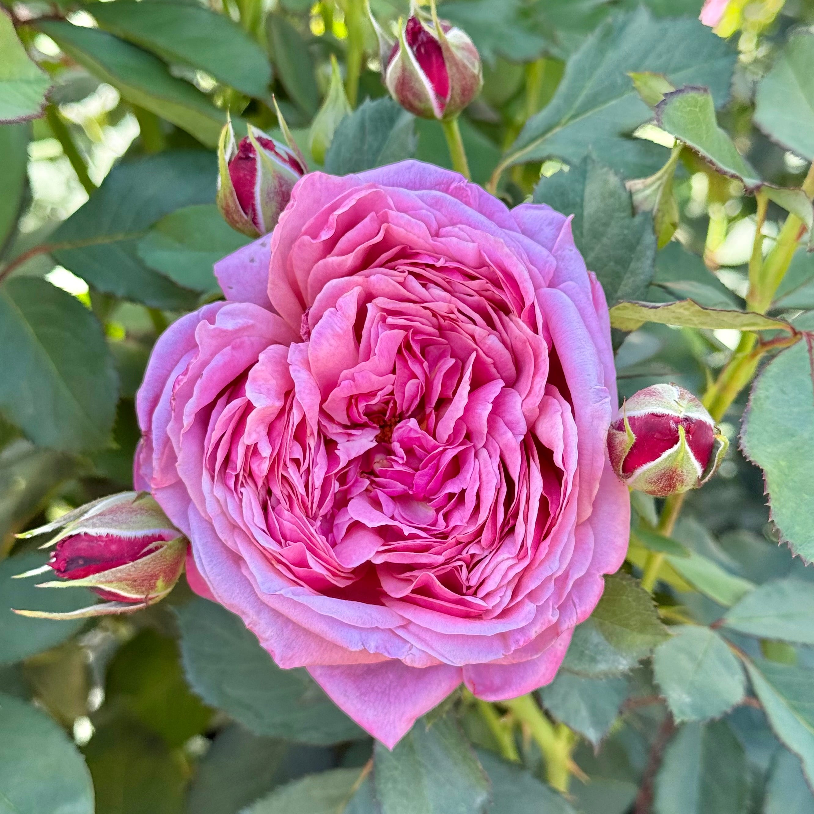 Queen Of Elegance Rose | Elegant Pink Rose Bush | Grace Rose Farm