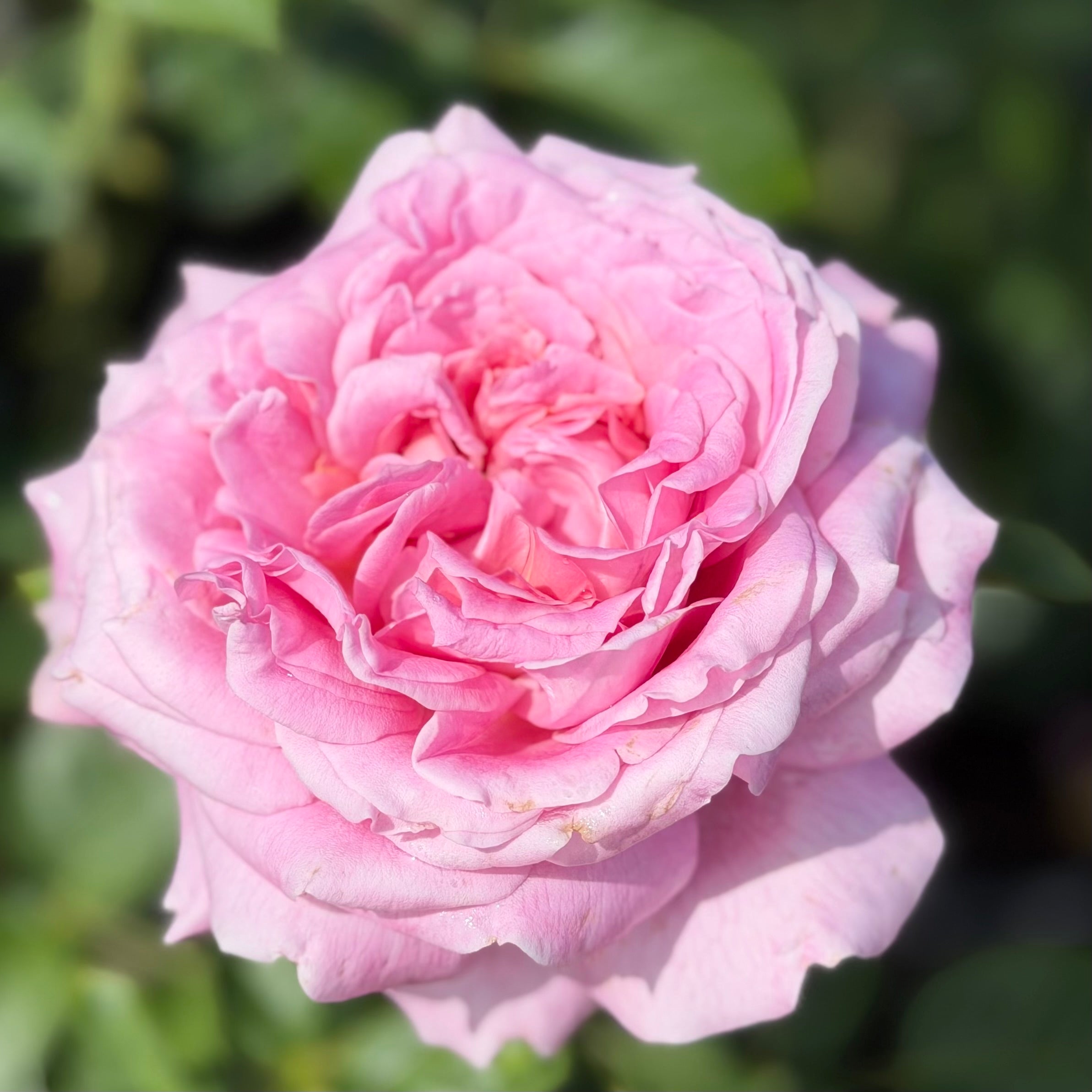 Héloïse-Grace™ Potted Rose Bush