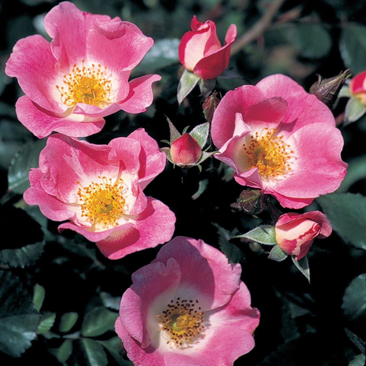 Carefree Delight™ Bare Root  Rose Bush