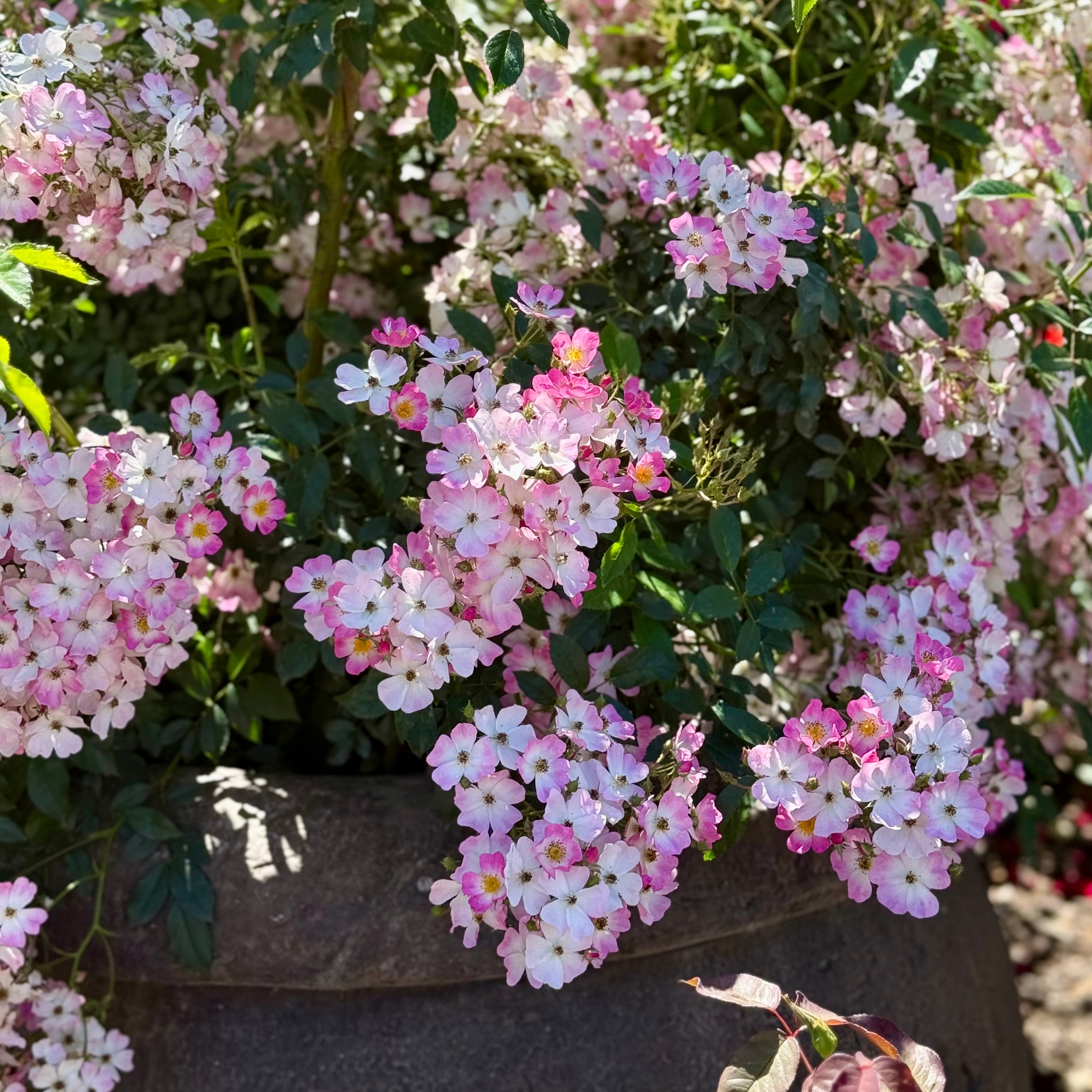 Ballerina™ Potted Rose Bush
