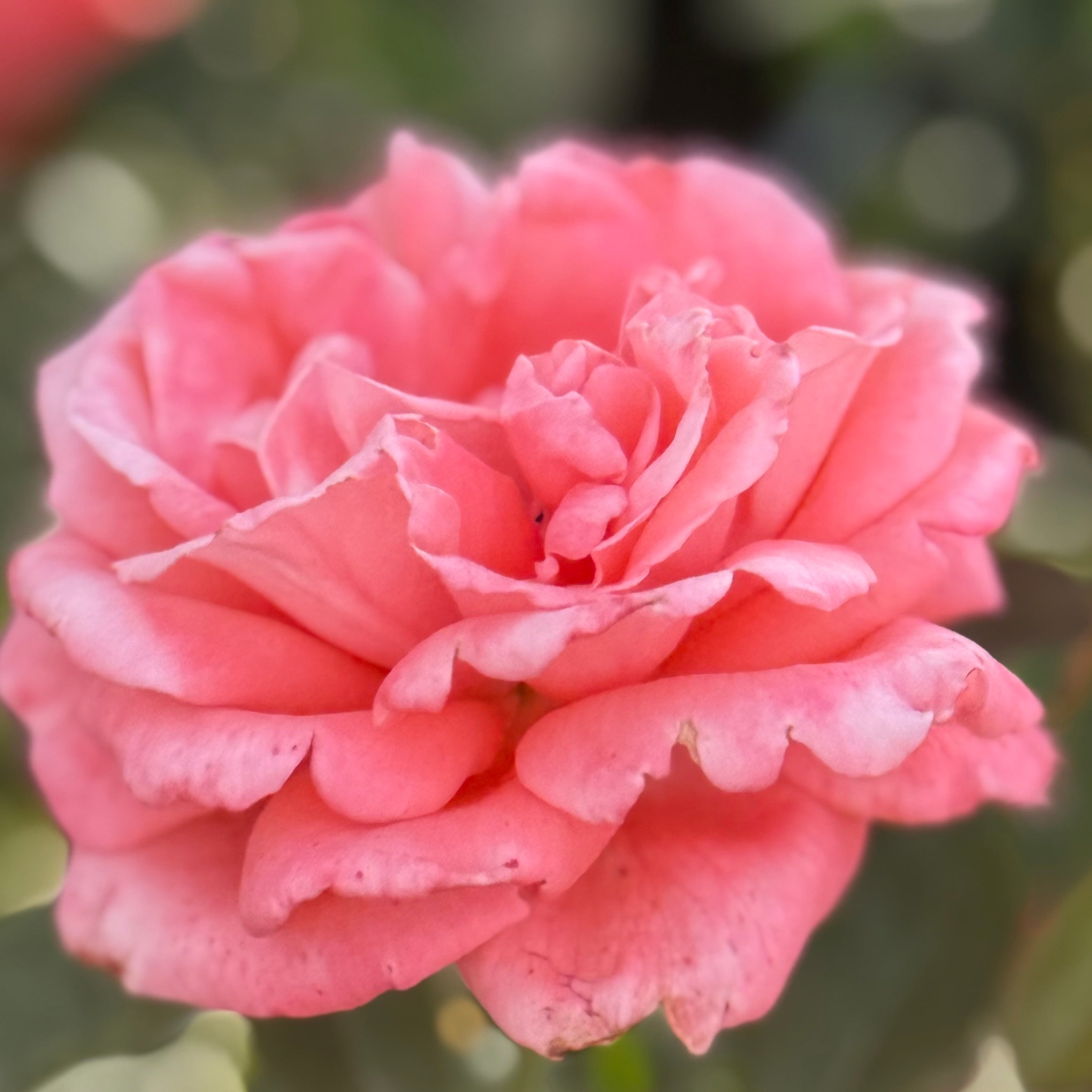 トップス rose Delphine Grace Potted Rose Bush | Estate Rose Collection | Grace