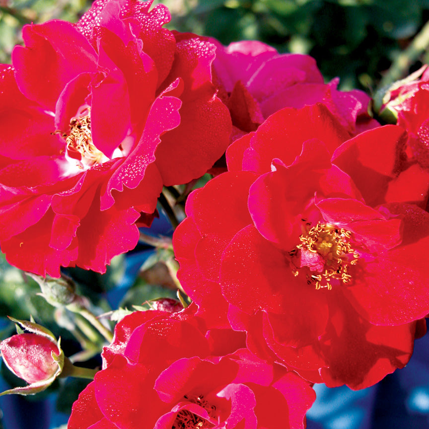 Nicolas Rose | Red Orange Floribunda | Grace Rose Farm