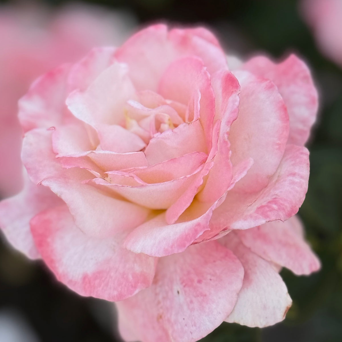 Secret™   Bare Root Rose Bush