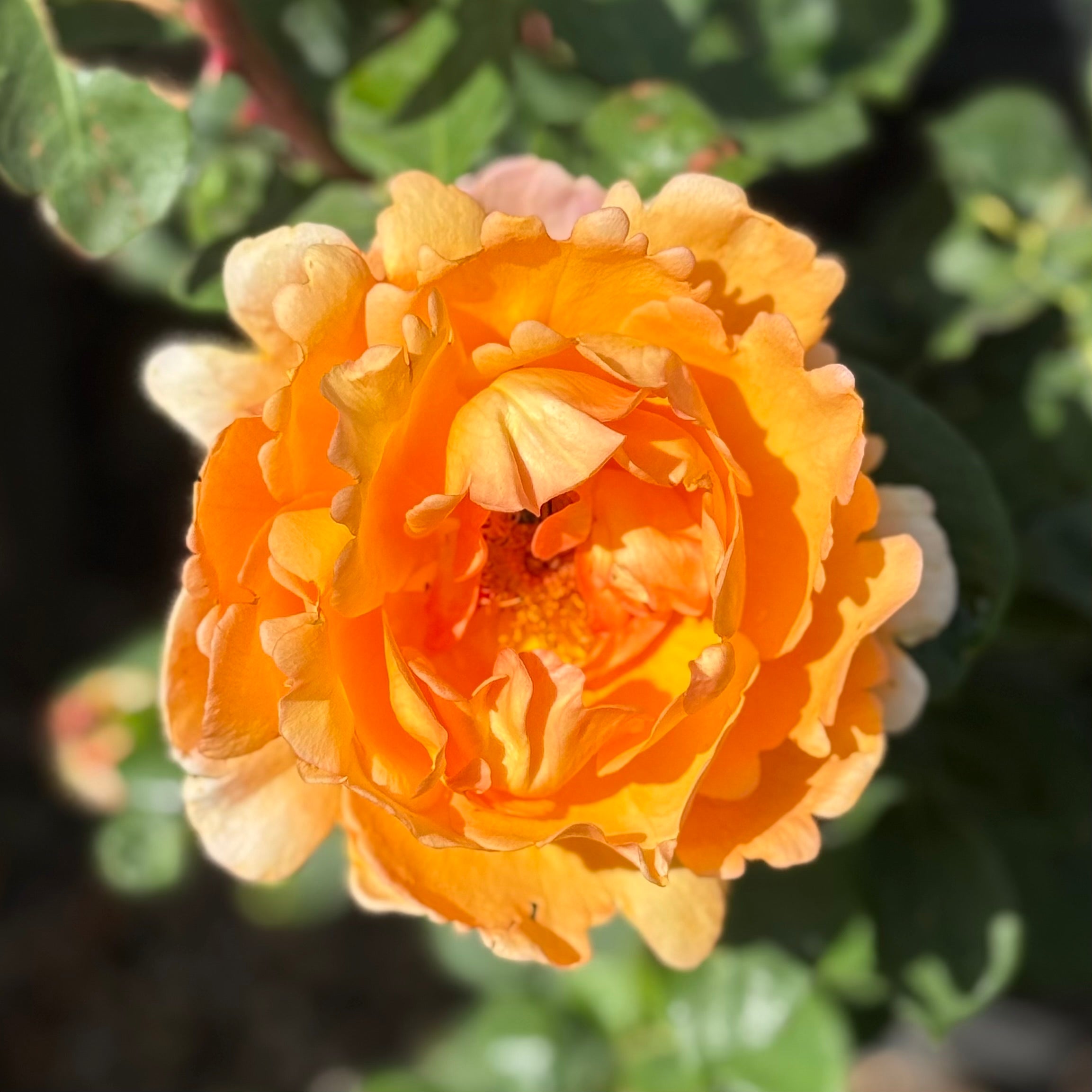 Bronze Star™ Potted Rose Bush