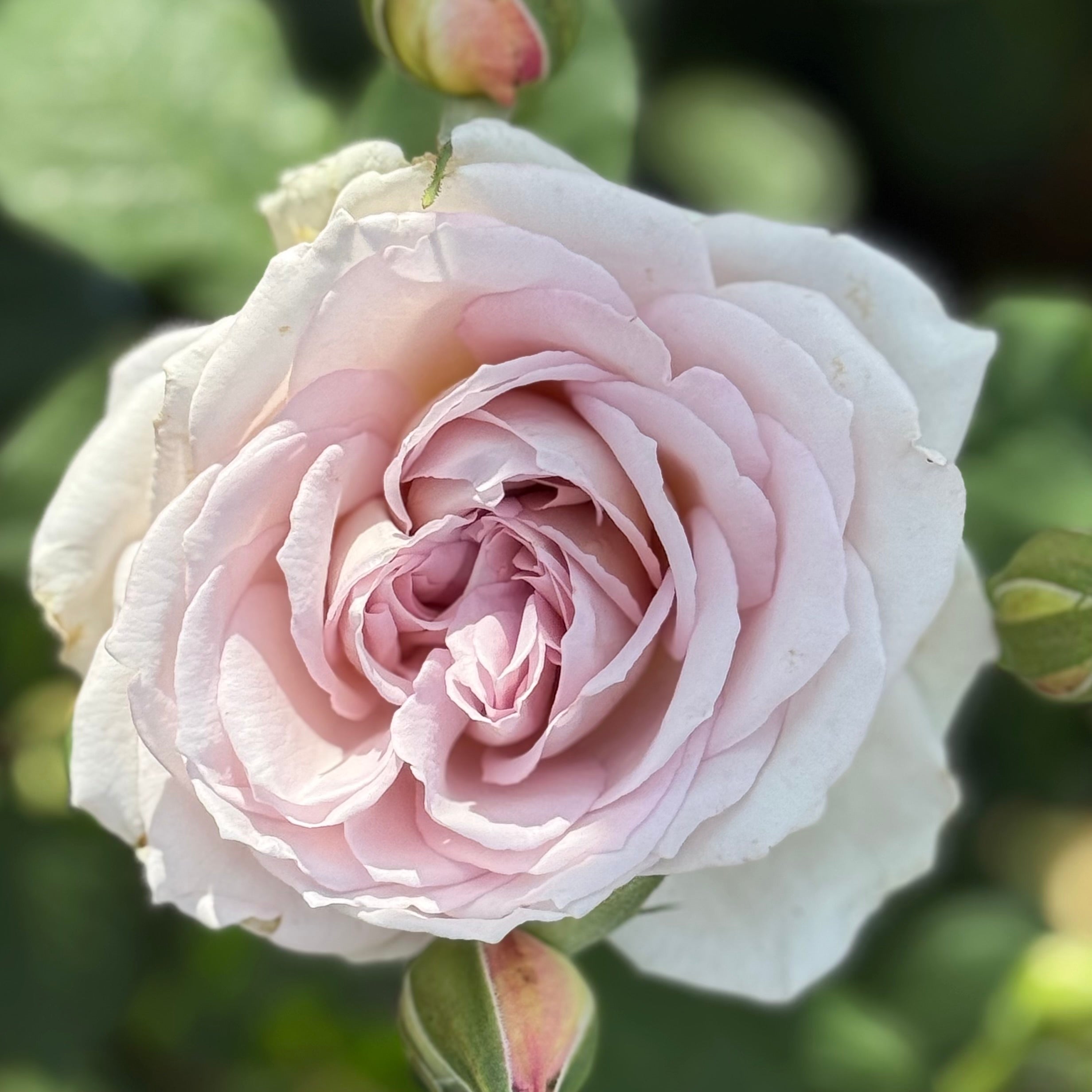 Silver Lining Rose | Lavender Rose Bush | Grace Rose Farm