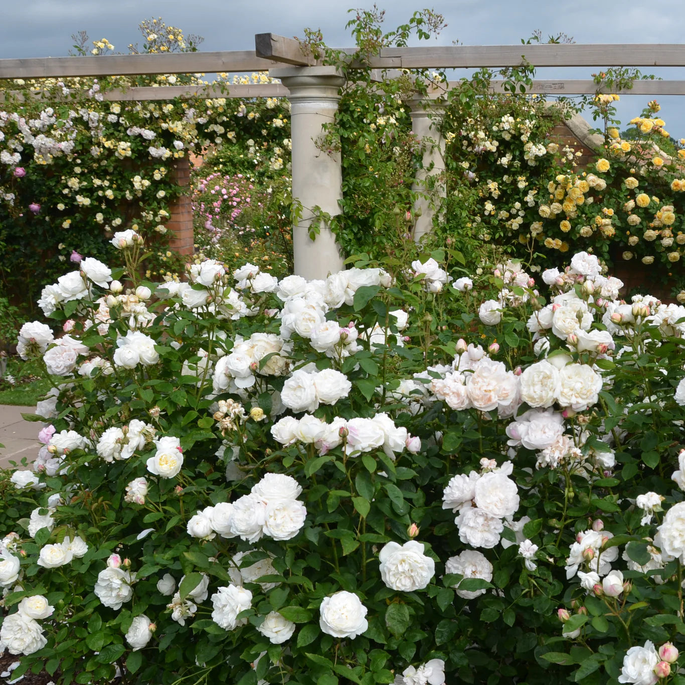 David Austin Roses Winchester Cathedral Rose Bush - Thumbnail 3