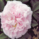 Martin Frobisher Bare Root Rose Bush