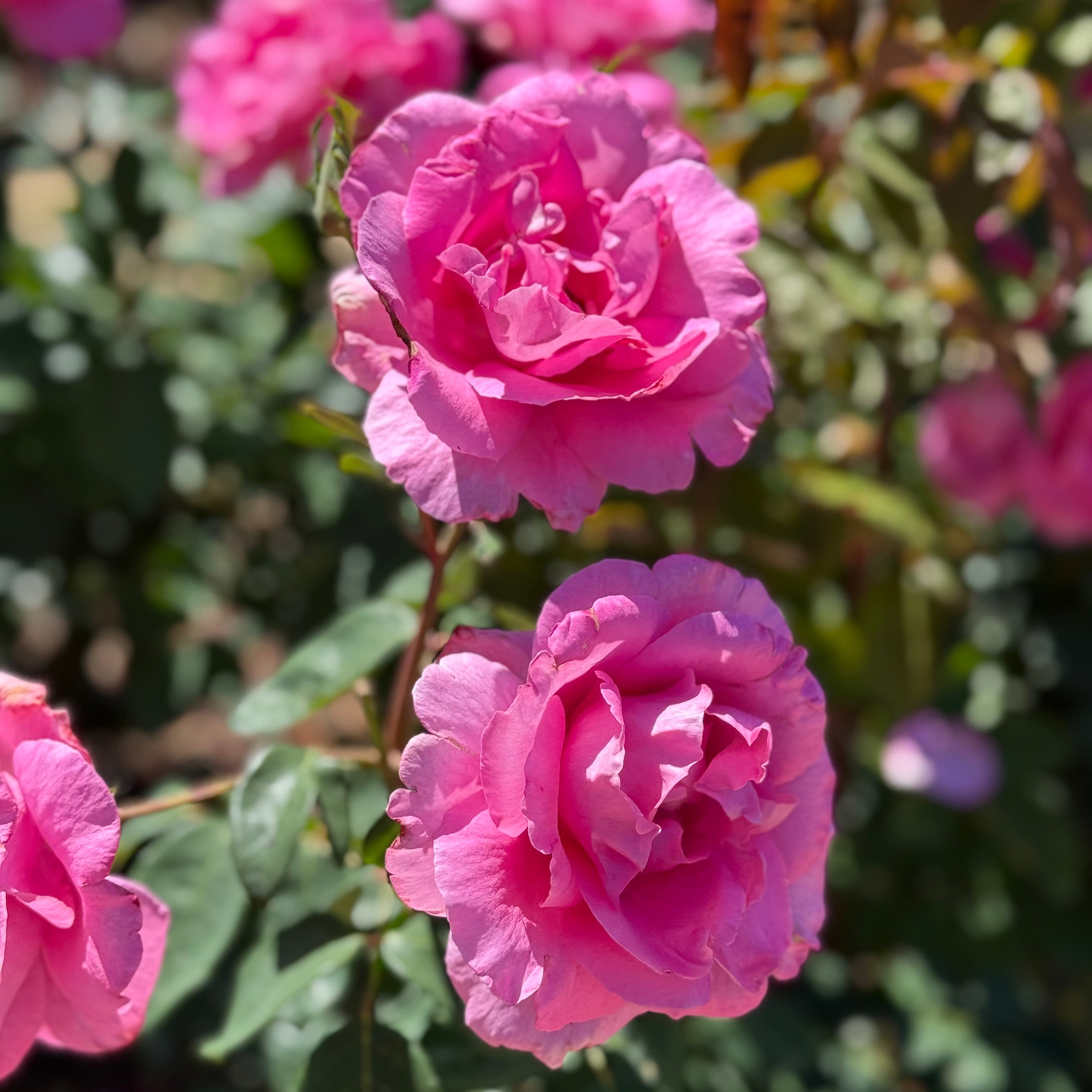 The McCartney Rose® Potted Rose Bush