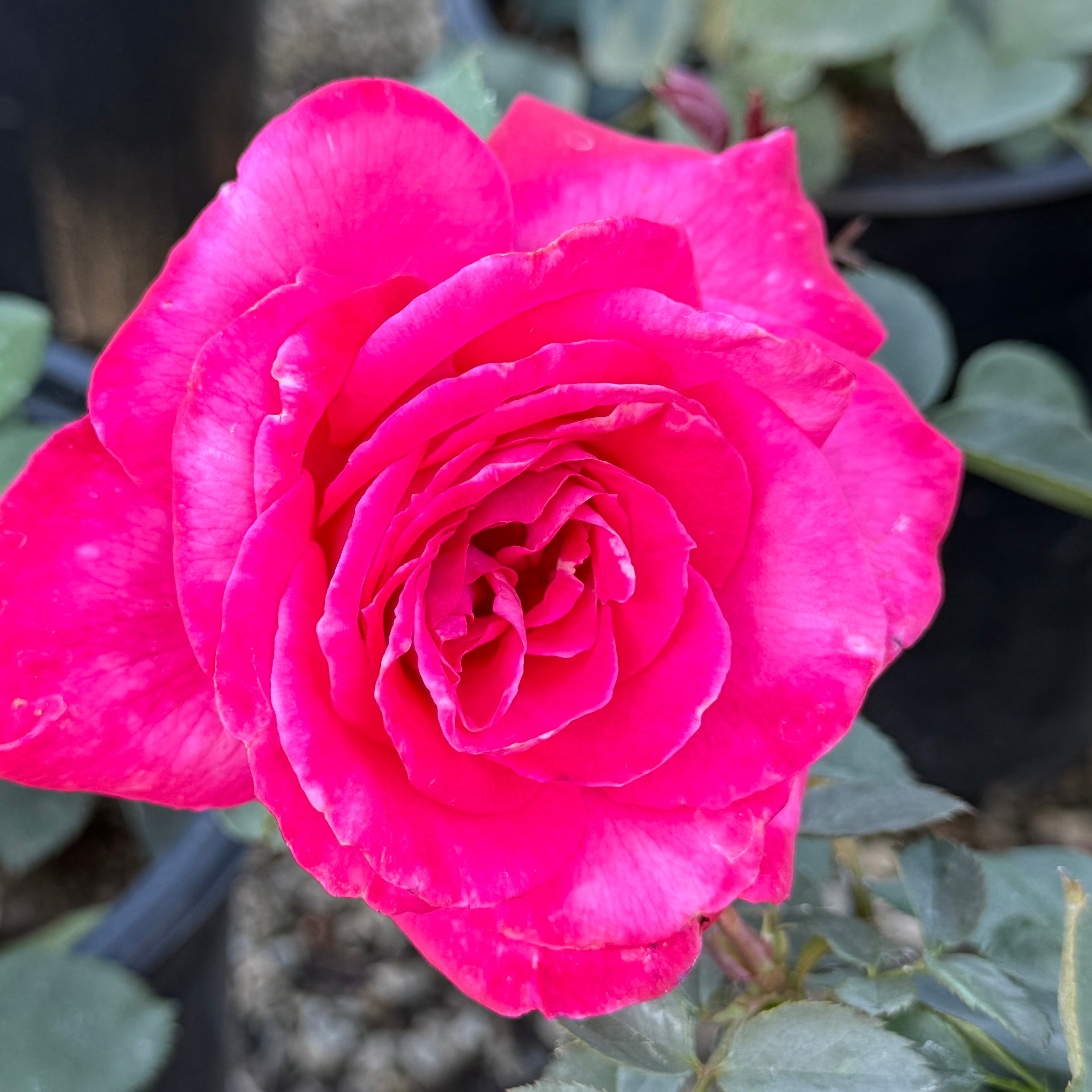 Peter Mayle Potted Rose Bush | Mauve Fragrant Rose Bush | Grace
