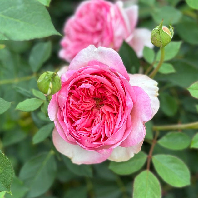 David Austin Roses Boscobel Rose Bush - Thumbnail 3