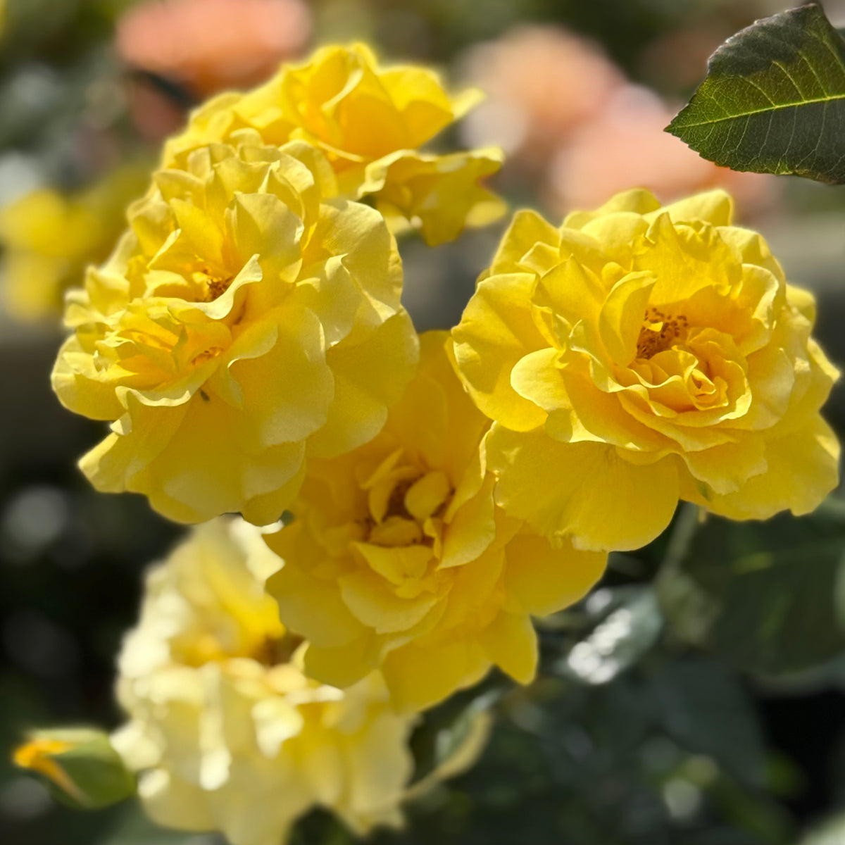 Sparkle & Shine Potted Rose Bush | Golden Yellow Floribunda Rose ...