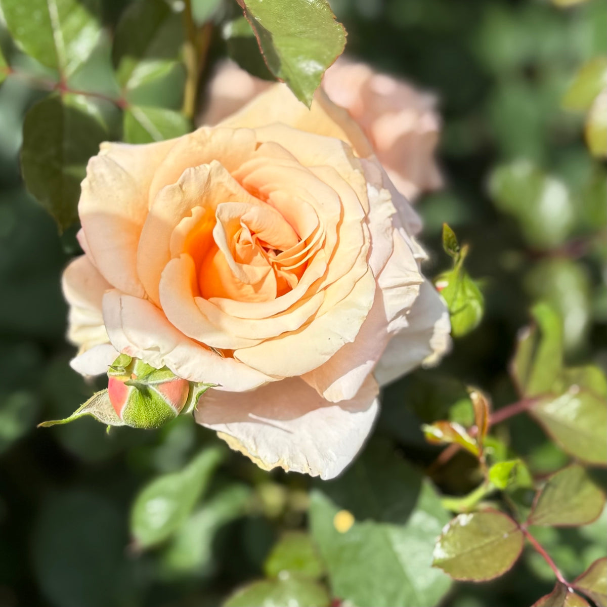 Singing in the Rain Rose Bush