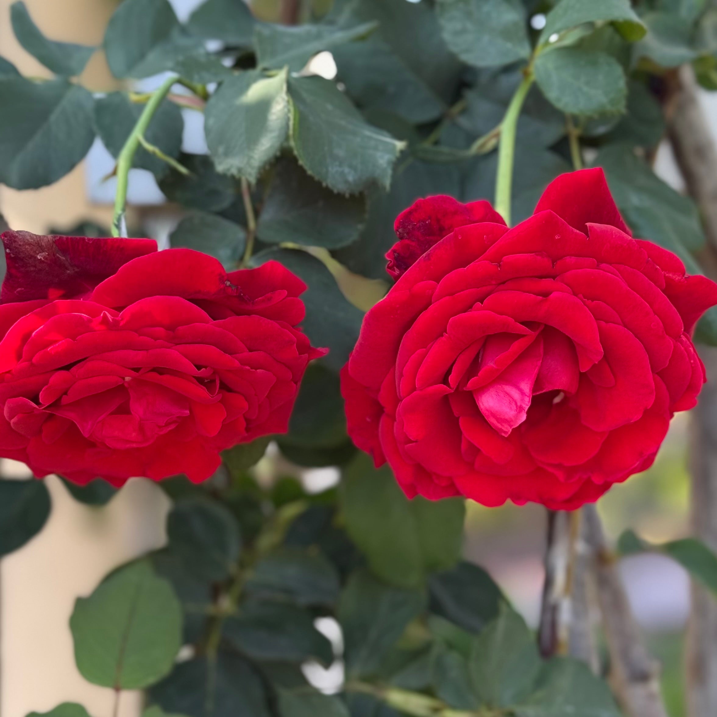 Grace Rose Farm Don Juan Climbing Rose - Thumbnail 5