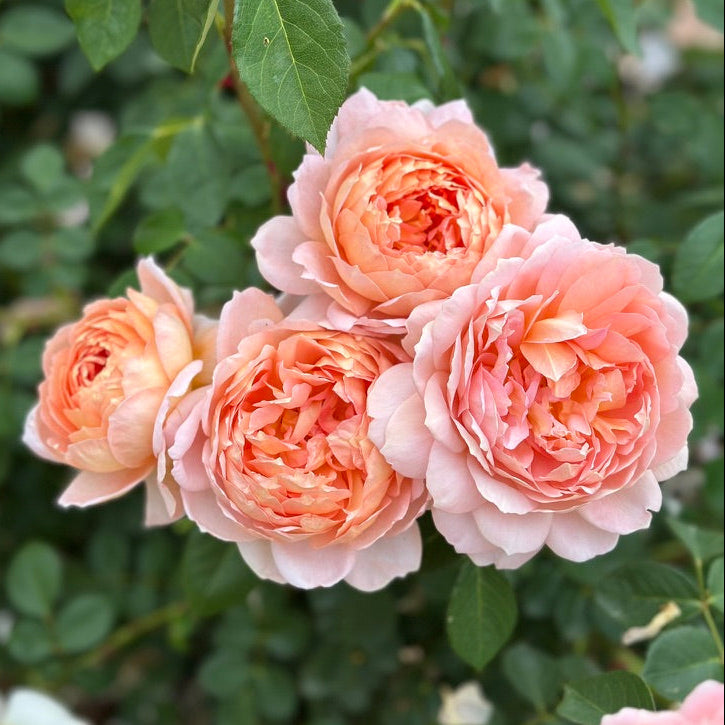 David Austin® Carding Mill® Potted Rose Bush