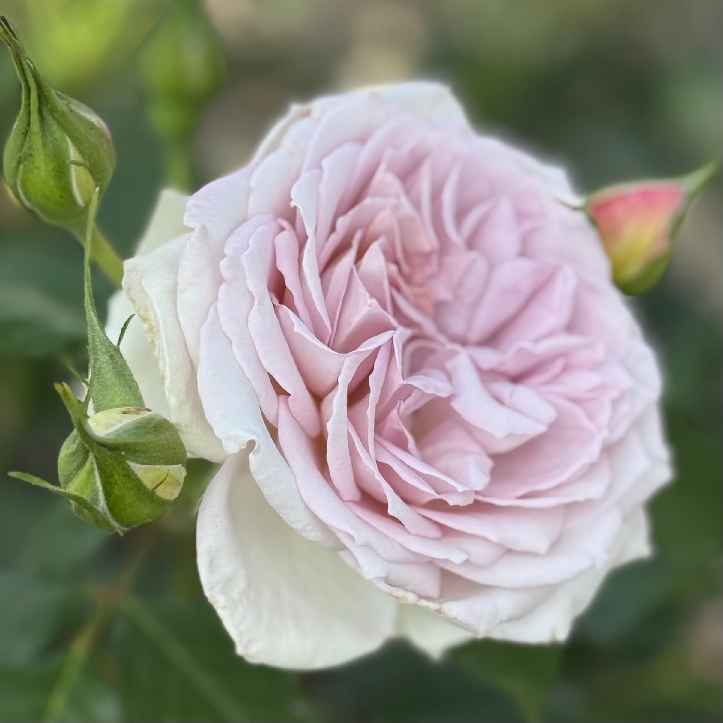 Silver Lining™ Potted Tree Rose