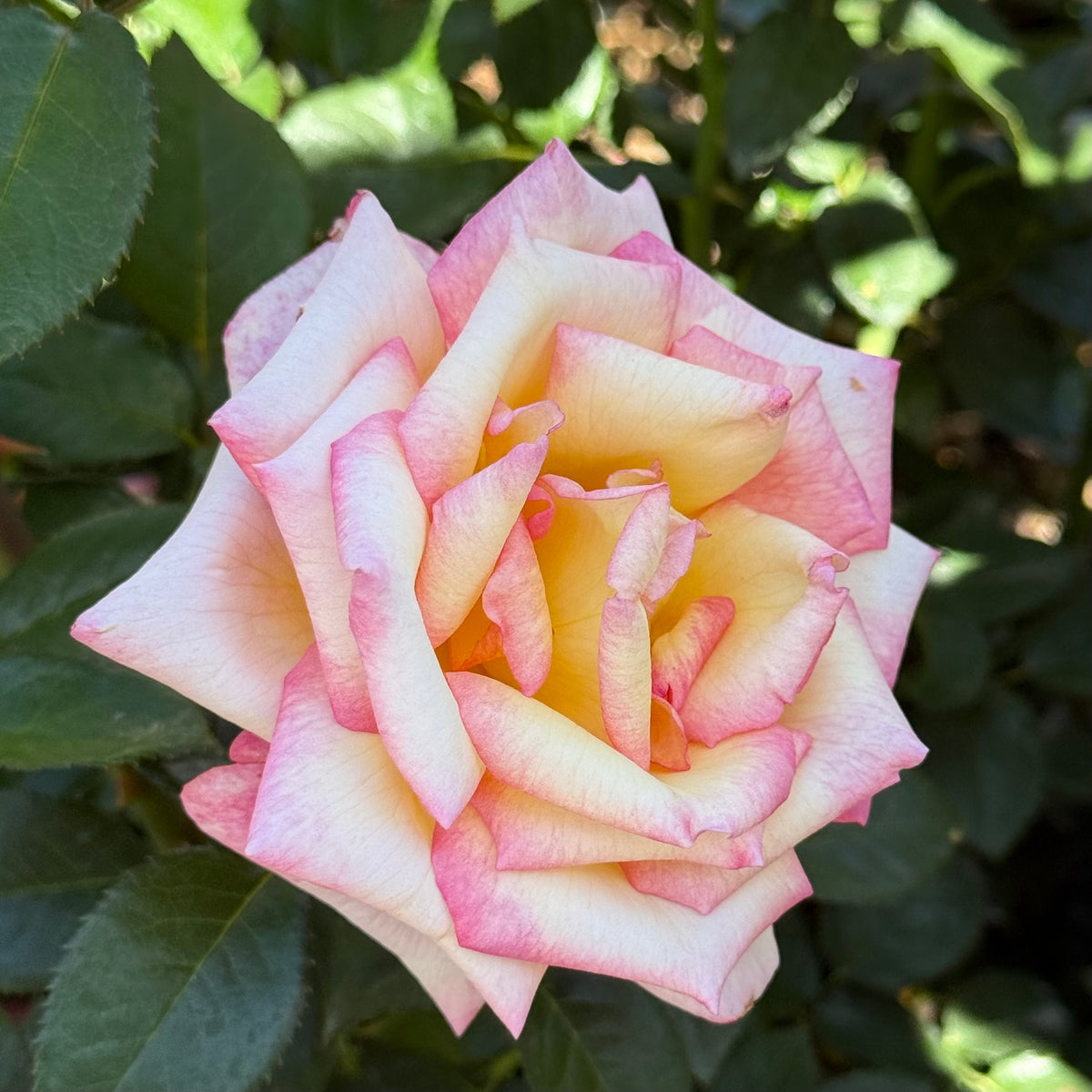 Sheila's Perfume Bare Root Rose Bush