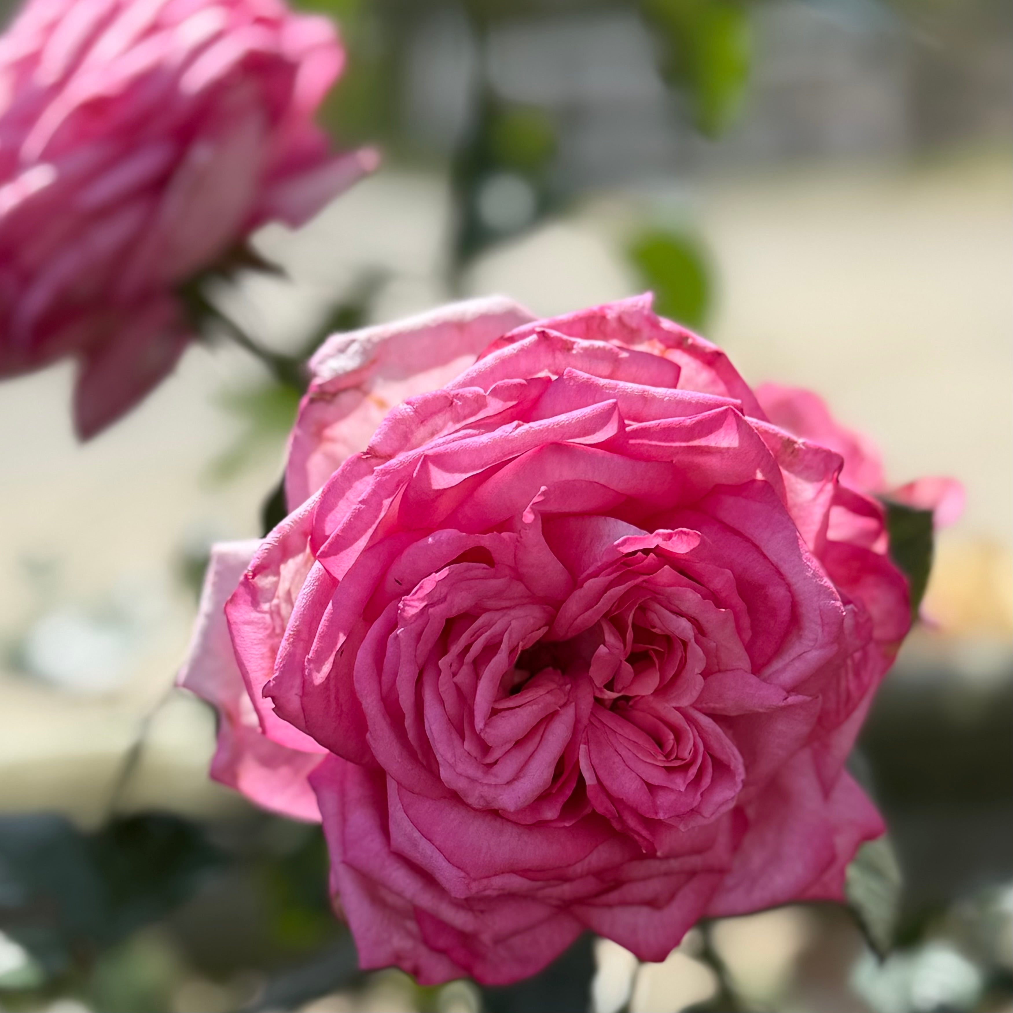 Eleganza® Wedding Bells™ Potted Rose Bush