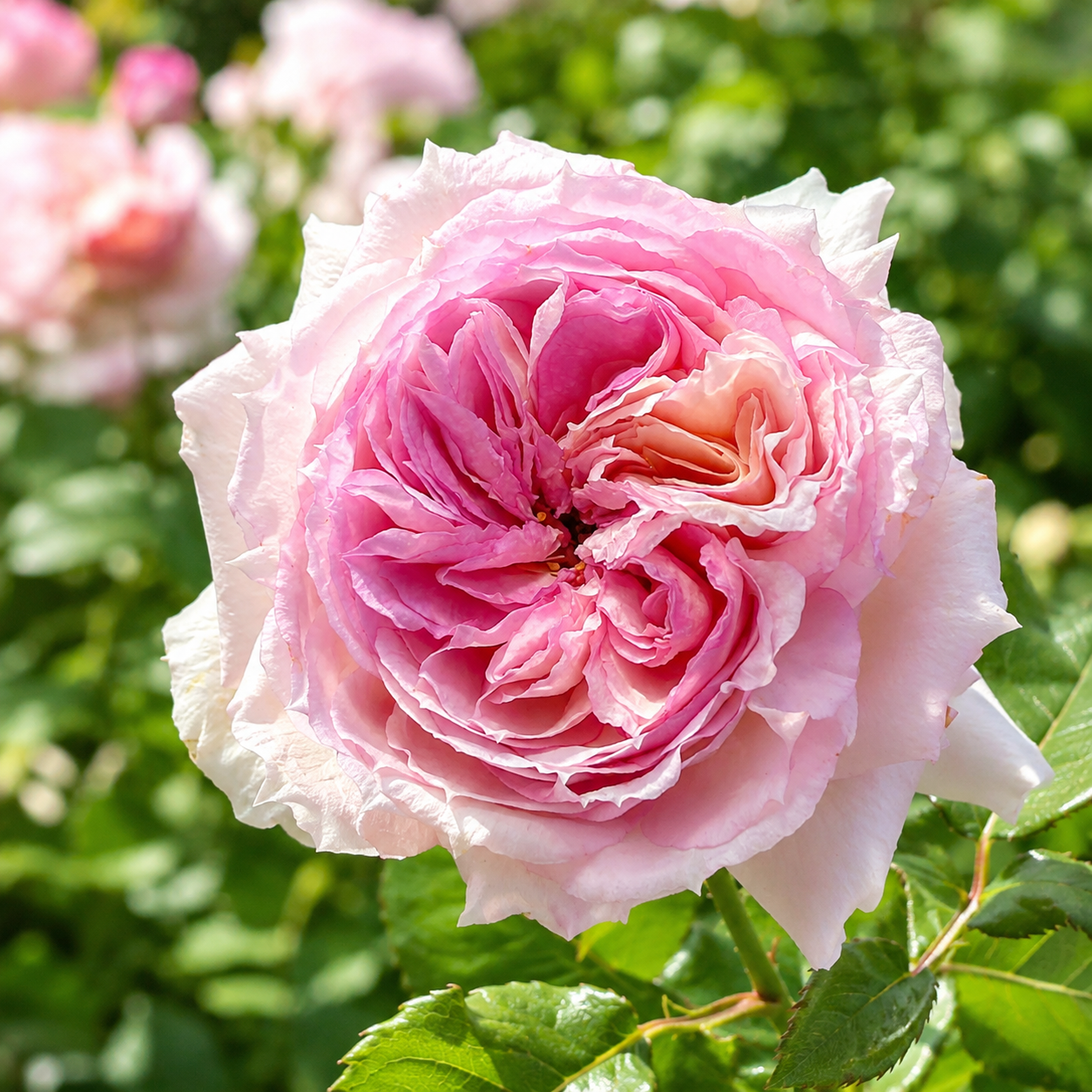 Träumerei Potted Rose Bush