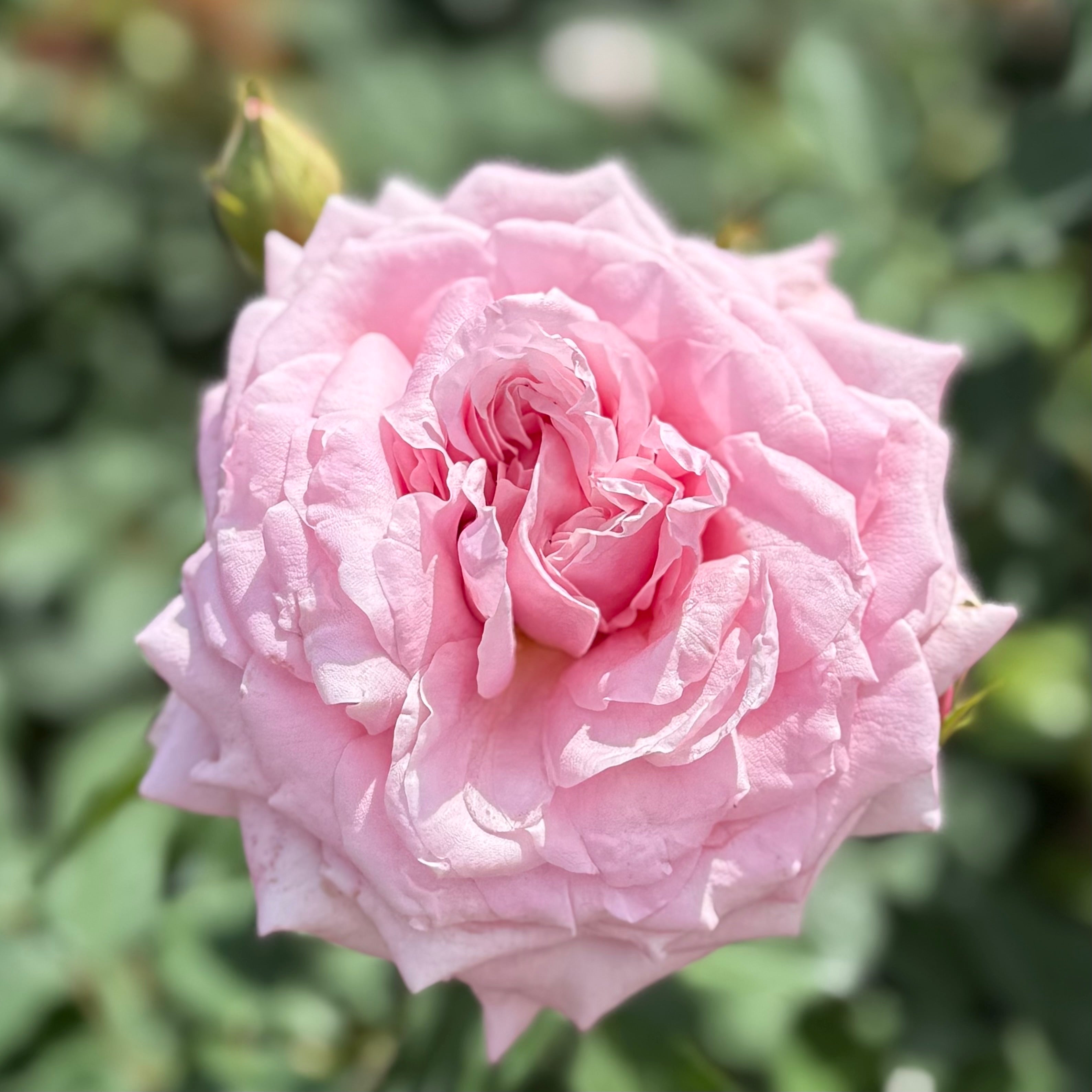 Belinda's Dream Potted Rose Bush | Pink Rose Bush | Grace Rose Farm