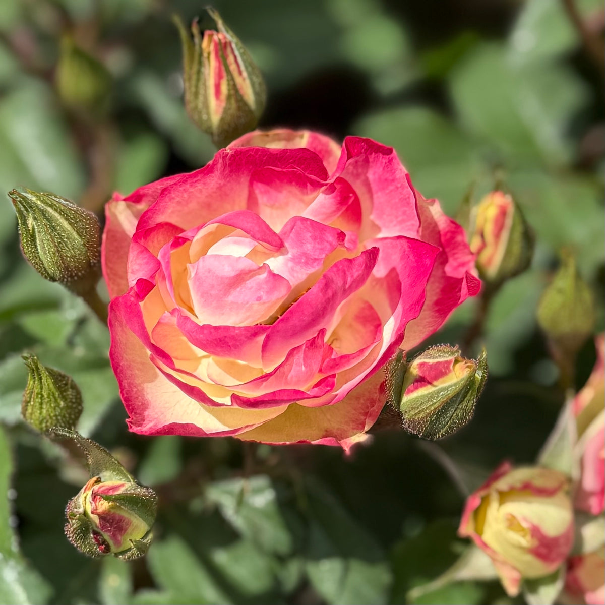 Enchanted Meadow™ Bare Root Tree Rose