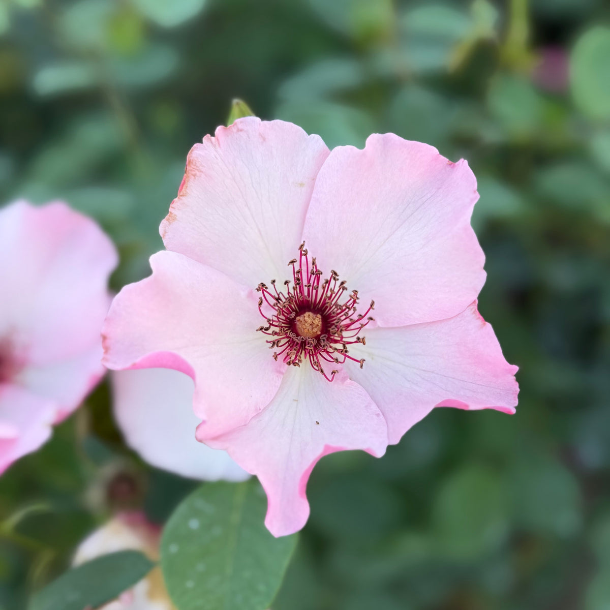Dainty Bess Rose Bush